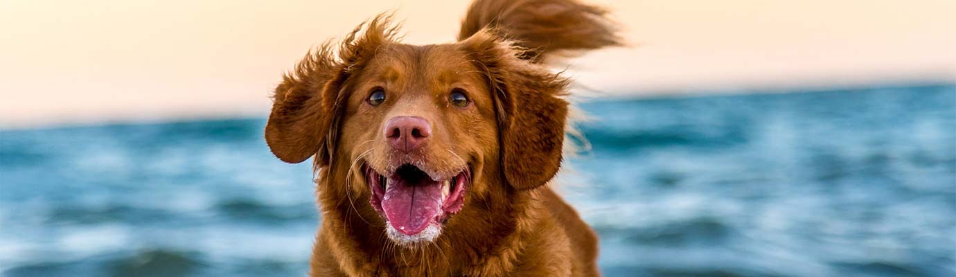 CBD for Pets Blog Post (2)
