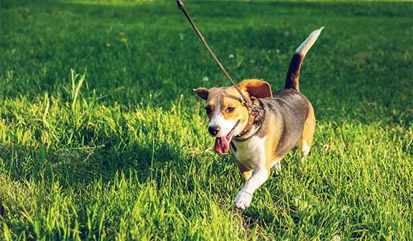 full-spectrum-pet-tincture-500mg-dog-lifestyle Dog playing after taking 500mg Full Spectrum Pet Tincture from Simple Garden CBD