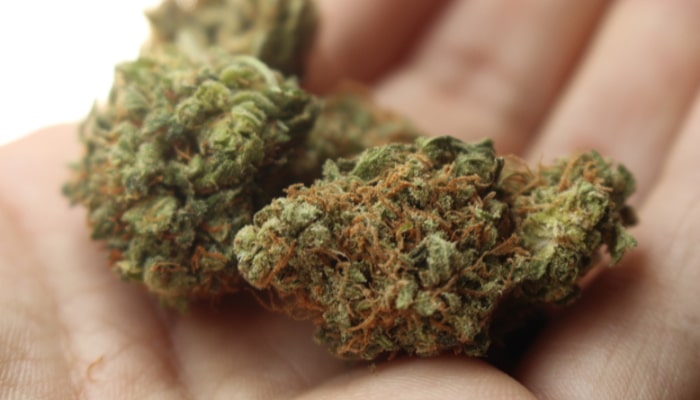 Hand with Orlando Delta 8 Hemp Flower Buds.