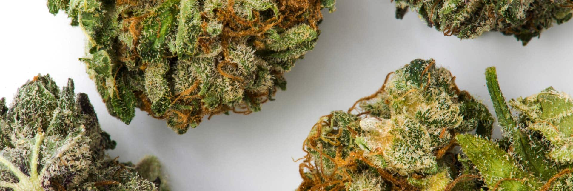 Close up of THCa flower near Baltimore, Maryland purchased from Simple Garden.