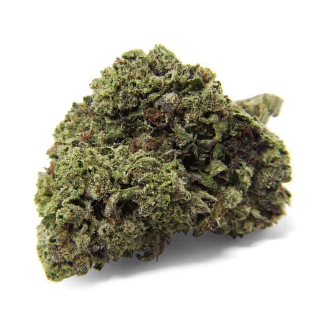 Garfield (Sativa) - Indoor THCa Flower (3.5g) - Image 2