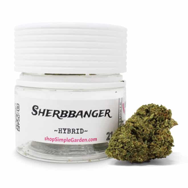 Sherbanger (Hybrid) - Indoor THCa Flower (3.5g)