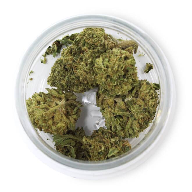 Sherbanger (Hybrid) - Indoor THCa Flower (3.5g) - Image 2