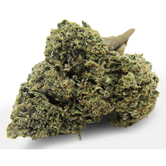 Sherbanger (Hybrid) - Indoor THCa Flower (3.5g) - Image 4