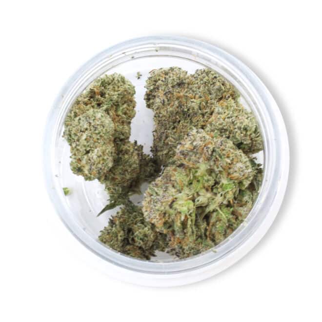 Gelato 45 (Hybrid) - Indoor THCa Flower (3.5g) - Image 4