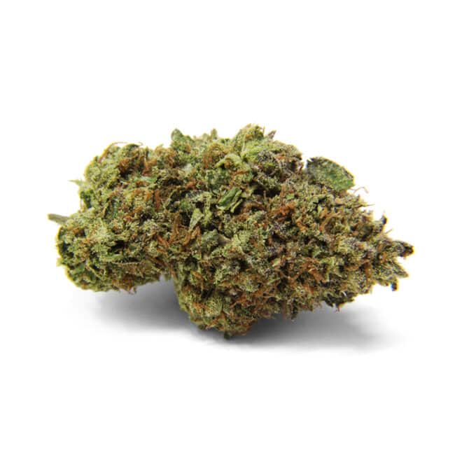 Ice Cream (Hybrid) - Indoor THCa Flower (3.5g) - Image 3